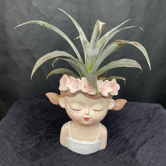 Pink Pineapple plant - Picture 1 of 5
